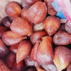 Salak Pondoh 1 Kg