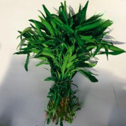 Kangkung Cabut 1 Ikat