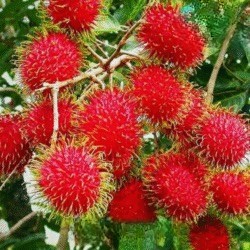 Rambutan 1 kg