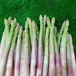 Asparagus Premium 1 pack