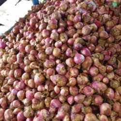 Bawang Merah 1 Kg