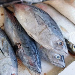 Ikan Tongkol 1 Kg