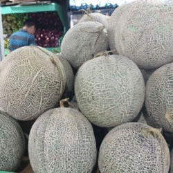 Melon Sakata / Melon Daging Orange 1 Buah