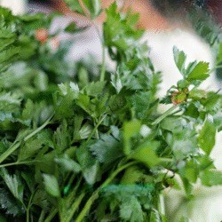 Daun Seledri 100 gram