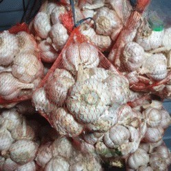 Bawang Putih Gelondongan 1 Kg