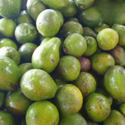 Alpukat Mentega 1 Kg Isi 4 Hingga 6