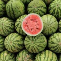 Semangka Super Grosir