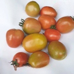 Tomat Merah 500 gram