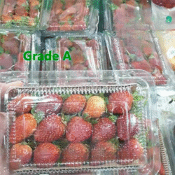Stroberi | Strawberry | Grade A | Pack